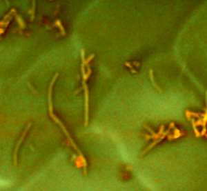 MWCNTs (red) at the surface of a wheat root (Green)