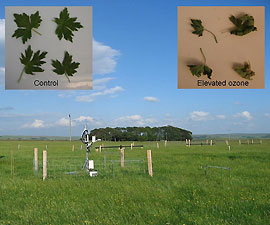 Impact of pollution on Buttercup plants in drought experiments