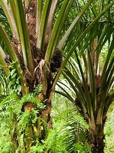 Oil palm plantations could lead to hazardous increases in levels of ozone, according to new research