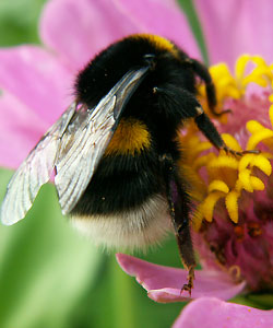 Bumblebees are important pollinators of wild plants and cultivated crops (Photo: <a href=