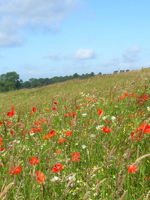 species rich grasslands offer potential store carbon and mitigate climate change (Image: <a href=