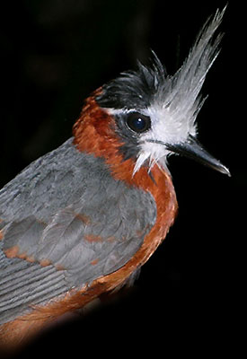 Species typical of undisturbed tropical forests (such as the White-Plumed Antbird Pithys albifrons) are among the most vulnerable species to land-use change. Photo: Jos Barlow