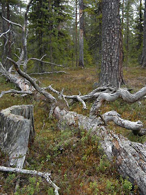 A forest site in Sweden