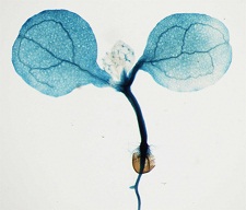 Expression of the ADH1 gene in the Arabidopsis prt6 mutant reveals how oxygen is perceived by plants.