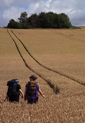 In drought conditions, soil under agricultural grasslands was found to be better at retaining carbon and nutrients than soil under intensively managed wheat fields