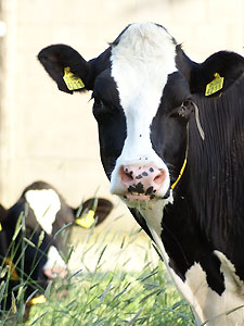 Animal disease studies can fail to take human factors into account