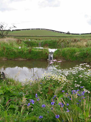 Agricultural intensification has meant that many farm ponds have been lost