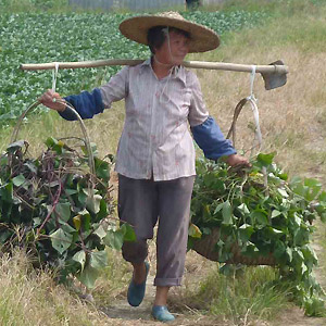 Lancaster student volunteers visited farms in China to learn more about food security