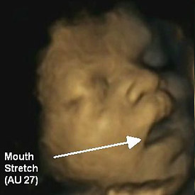 Following statistical analysis, over half of the mouth openings observed in the study were classed as yawns
