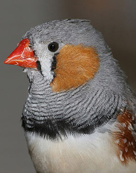 The study found that the youngest members of zebra finch broods are more adventurous than their older siblings in adult life