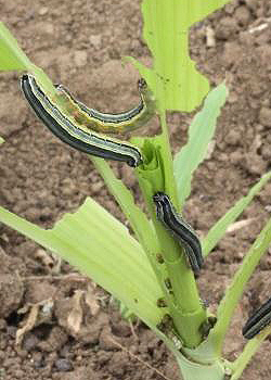 The armyworm is one of the most devastating crop pests in eastern Africa - photo (c) Ken Wilson