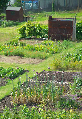 Does community gardening have a role to play in food security? image (c) FreeFoto.com