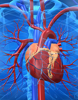 Blood flow and other cardiovascular signals were analysed using novel methods from physics and mathematics to reveal the subtle changes which occur with age