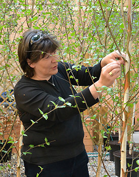 Professor Barbara Maher with the trees which were first delivered to the Lancaster Environment Centre before being taken to South Road in Lancaster