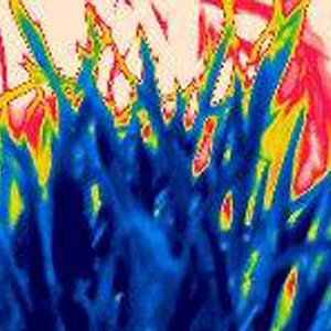 Infrared image of wheat and maize plants under drought stress supplied by Dr Annette Ryan.