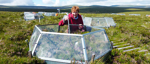 Dr Sue Ward at the warming and plant manipulation experiment at Moor House National Nature Reserve. Copyright S E Ward