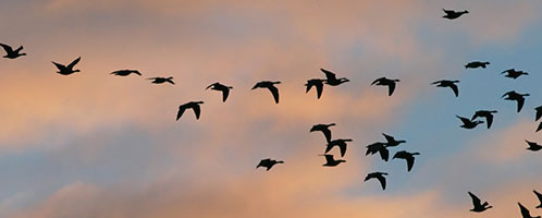 Pink-footed geese in flight