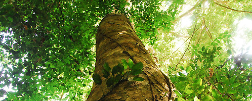 Maliau rainforest, image by Dr Nick Chappell (LEC)