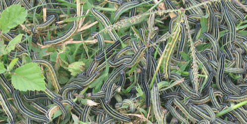 An outbreak of armyworms in Tanzania; courtesy of Wilfred Mushobozi