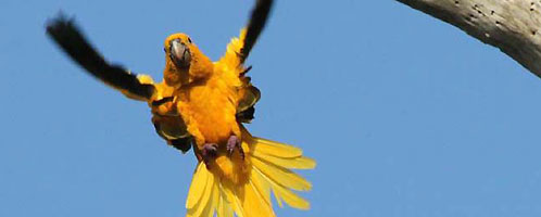 A golden parakeet, one of the Amazon's rare endemic birds (photo: Alex Lees)