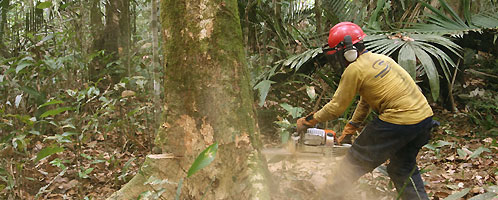 Logging in the Amazon rainforest; courtesy of Luke Parry
