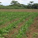Video: Hunting the African armyworm