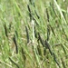 *** ARMYWORM SEASON 2012-2013 CLOSES ***