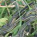 Praise for new website on African crop pest