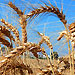 Free online course on food security
