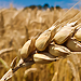 Plant 'pairing' could reduce reliance on scarce fertilisers
