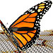 Graphene's multi-coloured butterflies