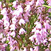 Lucky heather earns its name in carbon study