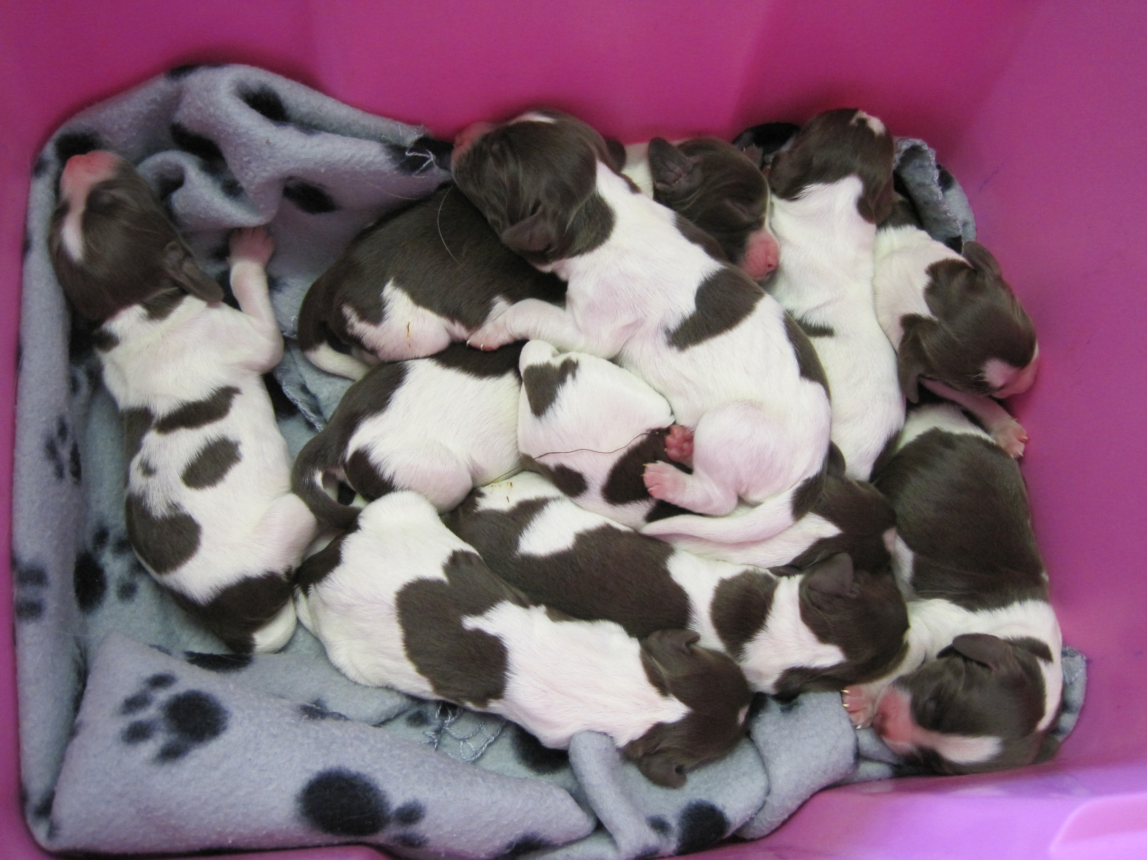 "2 day old puppies