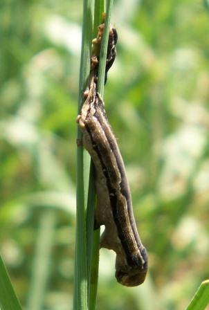 NPV dead larva