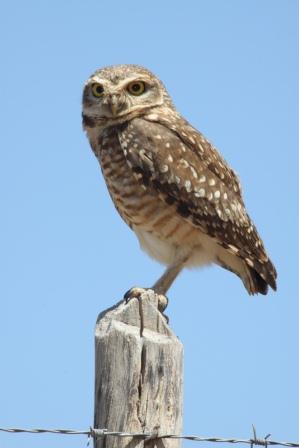 Burrowing owl