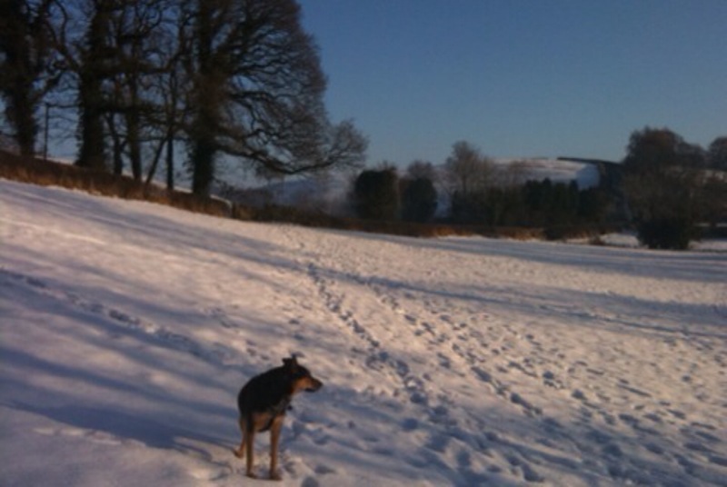 Snow scene Trinket fields