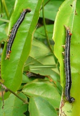 Liberian armyworm