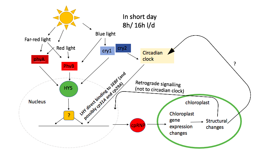Proposed pathway