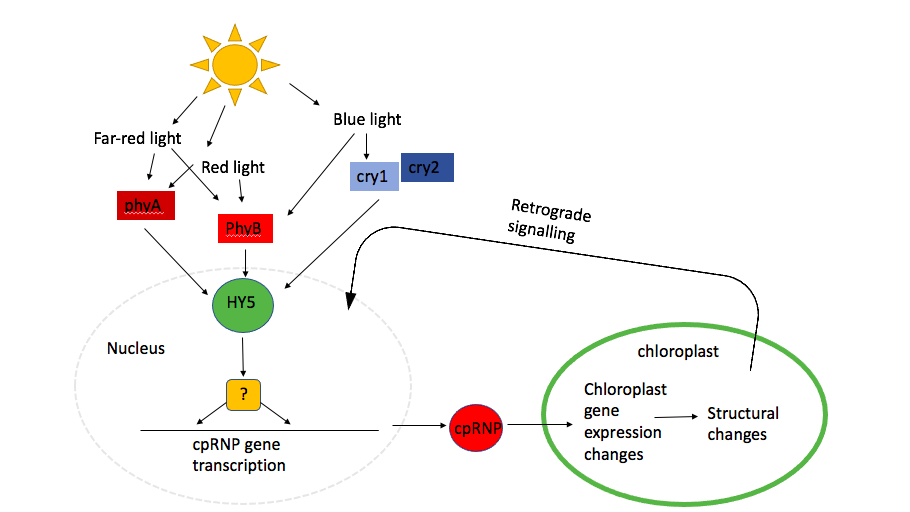 Proposed pathway