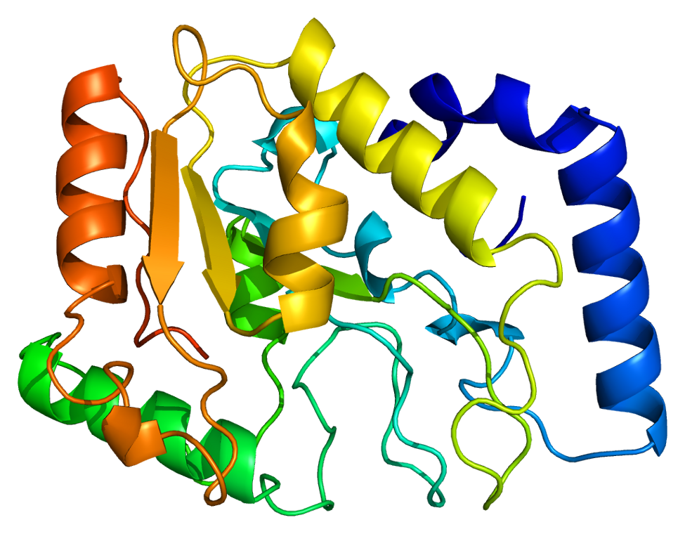 The 3D structure of human UDG