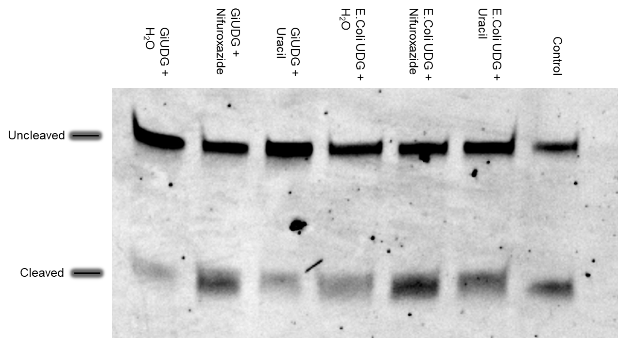 DNA inhibitory assay to check for activity of GiUDG and E.coli UDG in three different conditions