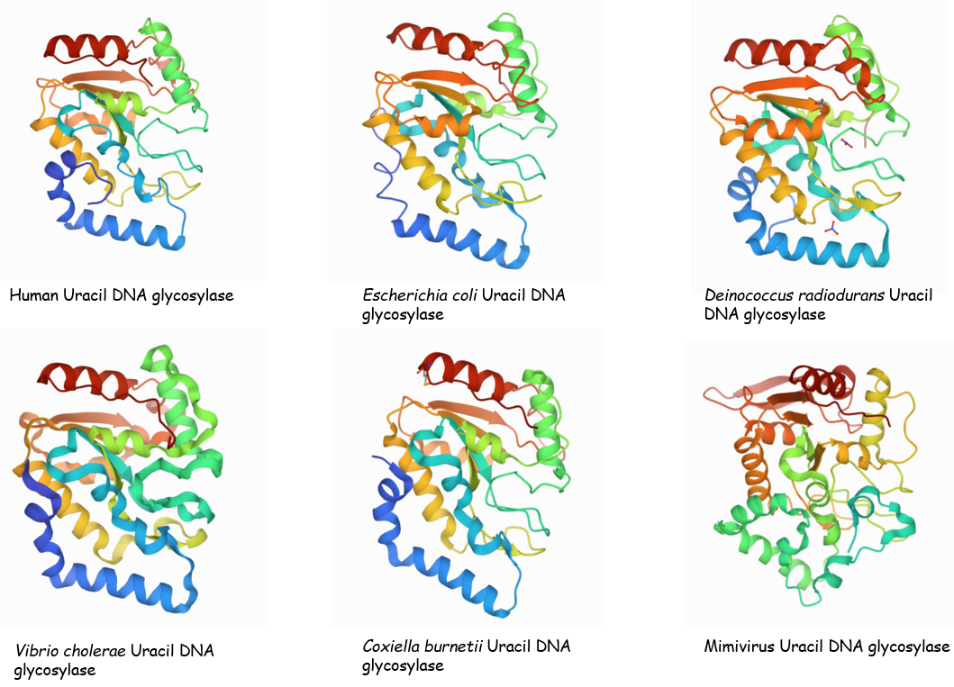 The 3D structure of UDGs obtained from 6 different organisms