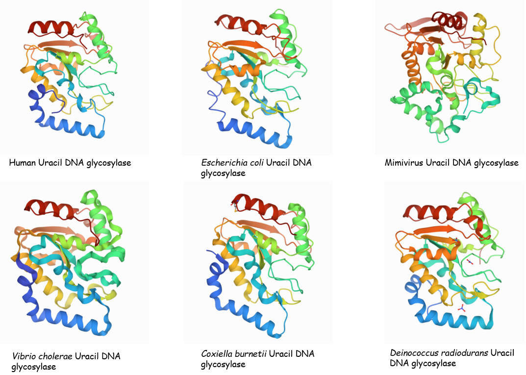Uracil DNA glycosylases homologue.PNG