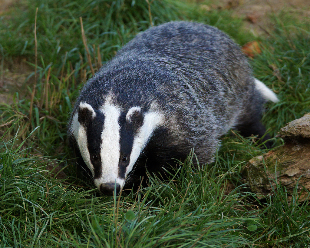 Badger Culling and Perturbation