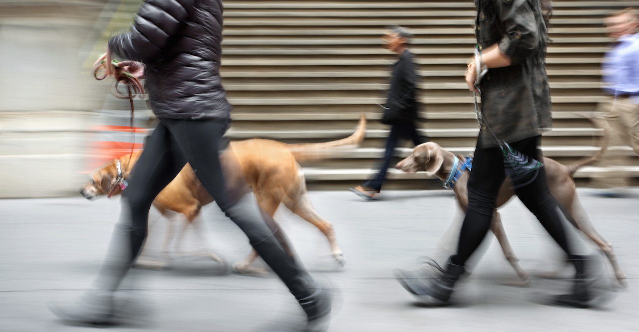 Dog-walking therapeutic spaces