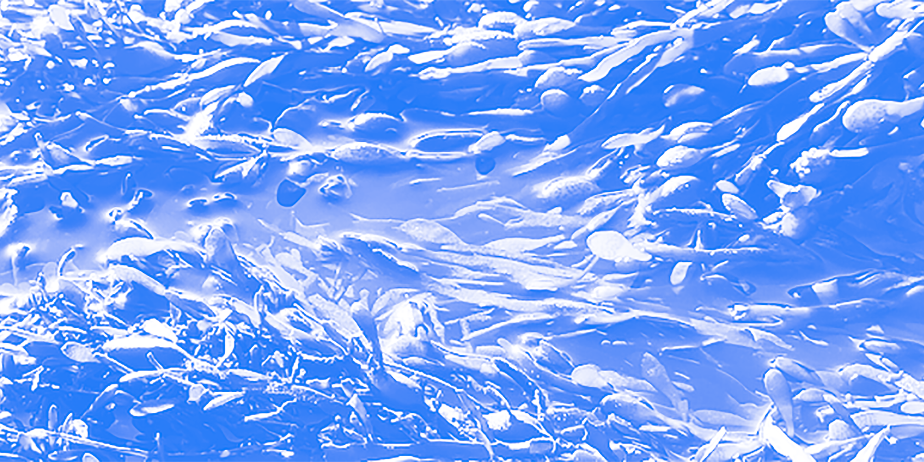 Blue Seaweed Close up image of seaweed, in blue monotone.