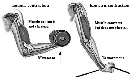 Isotonic contraction Lancaster Glossary of Child Development