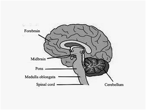Medulla oblongata – Lancaster Glossary of Child Development
