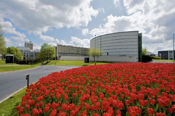 Lancaster Univeristy poppies