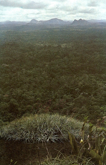 Surinamjungle